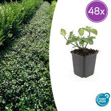 Buitenplant 48x Euonymus fort. 'Dart's Blanket' - Pot Ø 9cm Hoogte ↕ 10-25cm