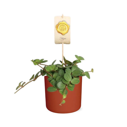Kamerplant - Peperomia 'Hope' - Inclusief sierpot - Pot Ø 14cm