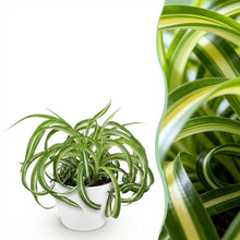 Kamerplant - Chlorophytum comosum Bonnie - Pot Ø 12cm Hoogte ↕ 20cm