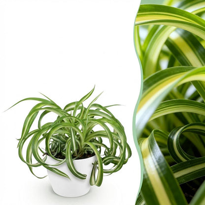 Kamerplant - Chlorophytum comosum Bonnie - Pot Ø 12cm Hoogte ↕ 20cm