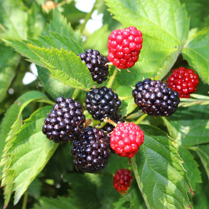 Buitenplant 2x Rubus Thornfree Evergreen - Doornloze zwarte braam - Pot Ø 11cm Hoogte ↕ 40cm