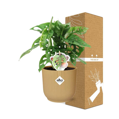 Kamerplant - Monstera 'Monkey Leaf' - Pot Ø 14cm