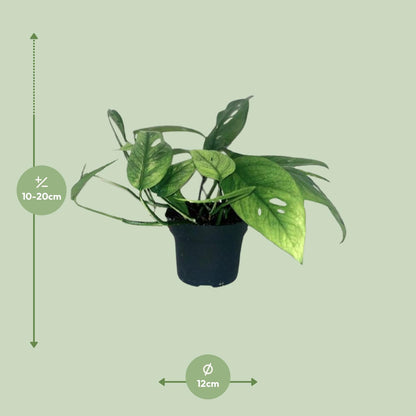 Kamerplant - Epipremnum Cebu Blue - Hangplant - Pot Ø 12cm Hoogte ↕ 20cm