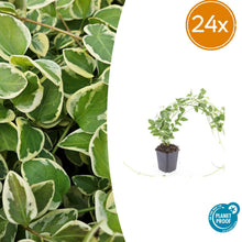 Buitenplant 24x Vinca major 'Variegata' - Pot Ø 9cm Hoogte ↕ 10-25cm