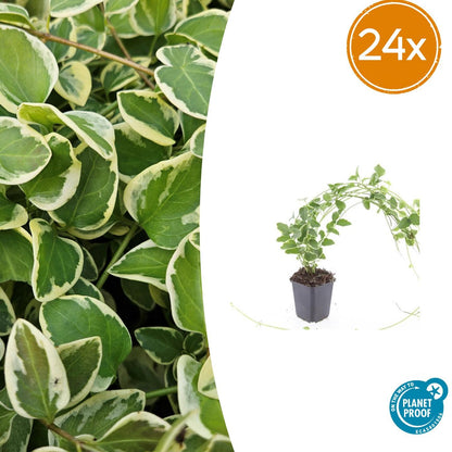 Buitenplant 24x Vinca major 'Variegata' - Pot Ø 9cm Hoogte ↕ 10-25cm