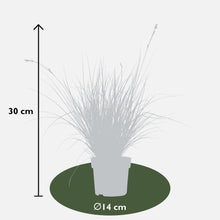 Buitenplant 5x Carex mix - Pot Ø 14cm Hoogte ↕ 30cm
