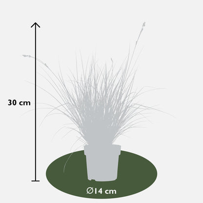 Buitenplant 5x Carex mix - Pot Ø 14cm Hoogte ↕ 30cm
