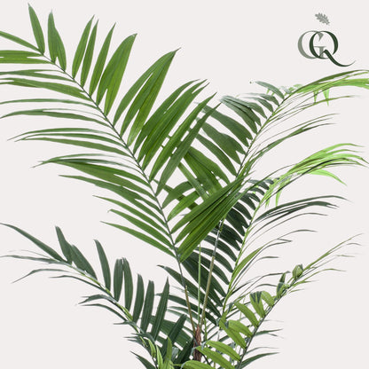 XL Kunstplant - Kentia Kentiapalm - Hoogte ↕ 210cm