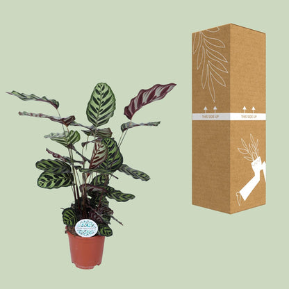 Kamerplant - Calathea Makoyana - Pot Ø 21cm Hoogte ↕ 70cm