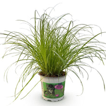 Green boutiQ - Kamerplant - Cyperus alternifolius Zumula - Kattengras - Huisdiervriendelijke Plant - Groen - 1 Plant - Pot 12cm - Hoogte 20cm