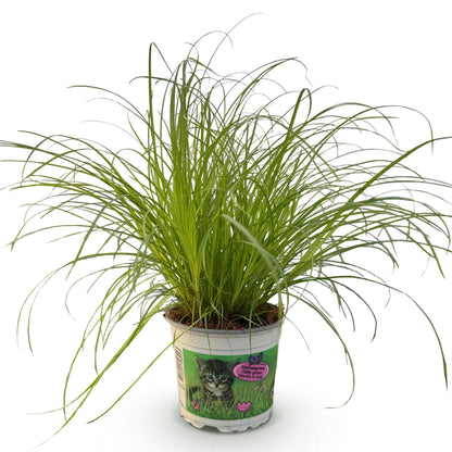 Green boutiQ - Kamerplant - Cyperus alternifolius Zumula - Kattengras - Huisdiervriendelijke Plant - Groen - 1 Plant - Pot 12cm - Hoogte 20cm