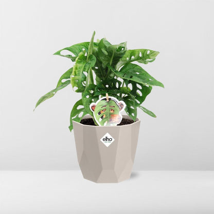 Kamerplant - Monstera 'Monkey Leaf' - Pot Ø 14cm