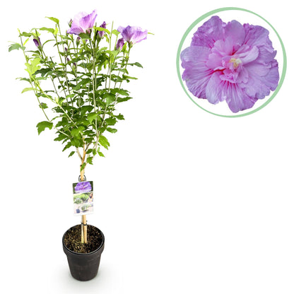 Buitenplant - Hibiscus syriacus 'Lavendor Chiffon®' - Plant op stam - Winterhard - Pot Ø 19cm Hoogte ↕ 90cm