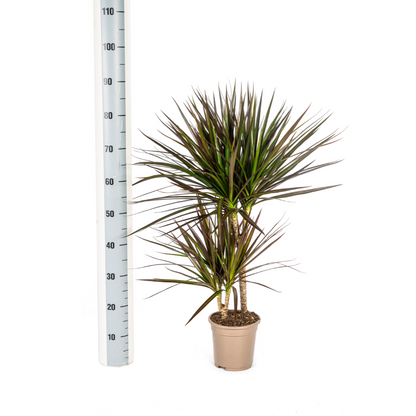Kamerplant - Dracaena Marginata Magenta - Pot Ø 17cm Hoogte ↕ 50-70cm