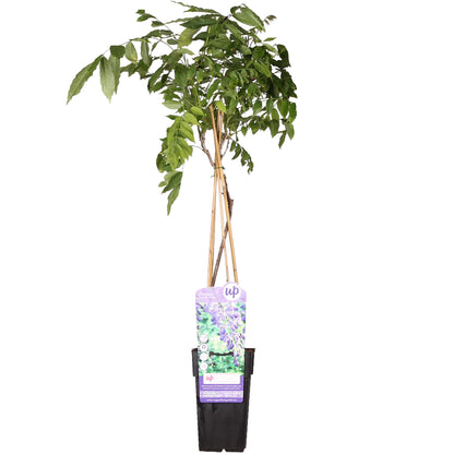 Buitenplant - Wisteria sinensis 'Prolific' - Blauwe Regen - Pot Ø 15cm Hoogte ↕ 65cm