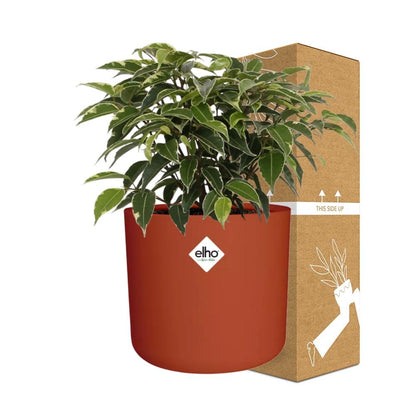 Kamerplant - Ficus Benjamina Kinky - Pot Ø 14cm