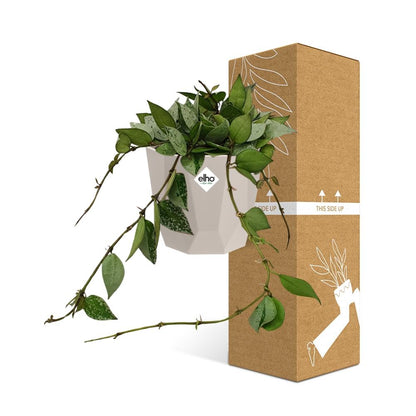 Kamerplant - Hoya Krohniana Eskimo - Pot Ø 14cm