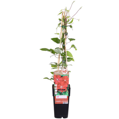 Buitenplant - Clematis Hagley Hybrid - Bloeiend - Pot Ø 15cm Hoogte ↕ 65cm