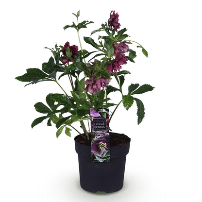 Buitenplant - Helleborus orientalis Double Ellen Red - Groenblijvend - Pot Ø 14cm Hoogte ↕ 35cm