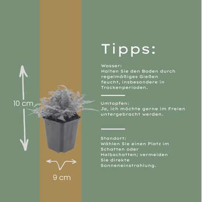 Buitenplant 24x Dryopteris filix-mas - Pot Ø 9cm Hoogte ↕ 10-25cm