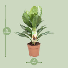 Kamerplant - Aglaonema Silver Bay - Pot Ø 17cm Hoogte ↕ 55cm