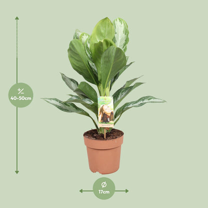 Kamerplant - Aglaonema Silver Bay - Pot Ø 17cm Hoogte ↕ 55cm