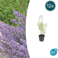 Buitenplant 12x Nepeta 'Walker's Low' - Bloeiend - Pot Ø 9cm Hoogte ↕ 10-25cm