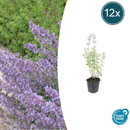 Buitenplant 12x Nepeta 'Walker's Low' - Bloeiend - Pot Ø 9cm Hoogte ↕ 10-25cm
