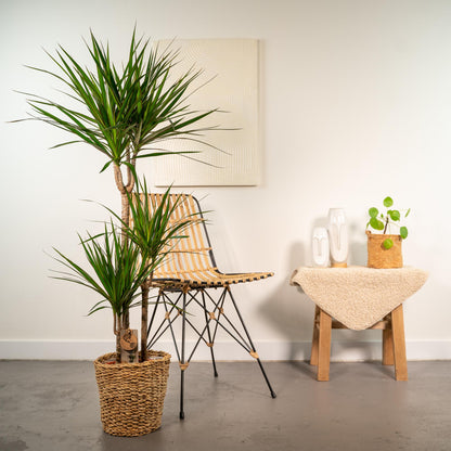 XL kamerplant - Dracaena - Pot Ø 21cm Hoogte ↕ 120cm