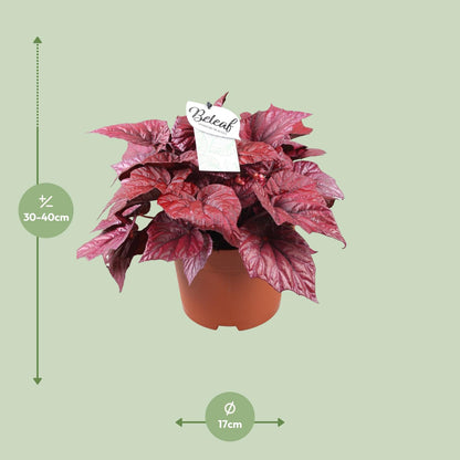 Kamerplant - Begonia Beleaf Inca Flame - Pot Ø 17cm Hoogte ↕ 32cm
