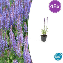 Buitenplant 48x Salvia nem. 'Caradonna' - Bloeiend - Pot Ø 9cm Hoogte ↕ 10-25cm
