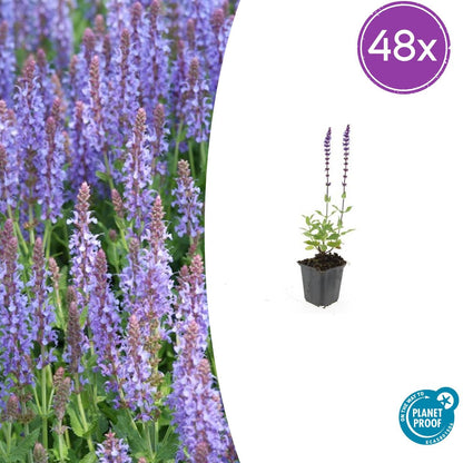Buitenplant 48x Salvia nem. 'Caradonna' - Bloeiend - Pot Ø 9cm Hoogte ↕ 10-25cm