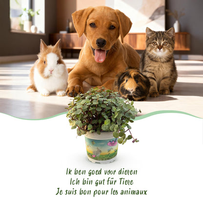 Kamerplant 4x Callisia repens - Kattengras - Pot Ø 12cm Hoogte ↕ 17-20cm