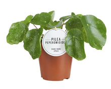 Kamerplant - Pilea Sugar - Pot Ø 13cm Hoogte ↕ 20cm