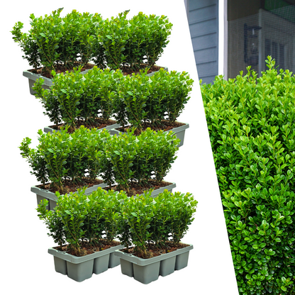 Buitenplant 48x Buxus NewGen Freedom - Winterhard - Pot Ø 7cm Hoogte ↕ 15cm