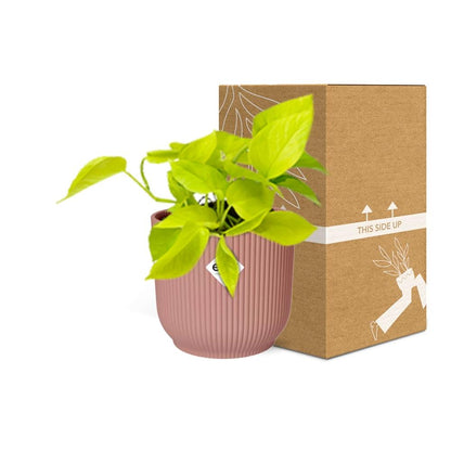 Kamerplant - Epipremnum Pinnatum 'Golden Pothos' - Pot Ø 14cm
