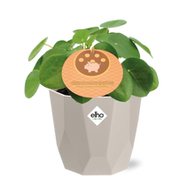 Kamerplant - Pilea Peperomioides - Inclusief sierpot - Pot Ø 12cm