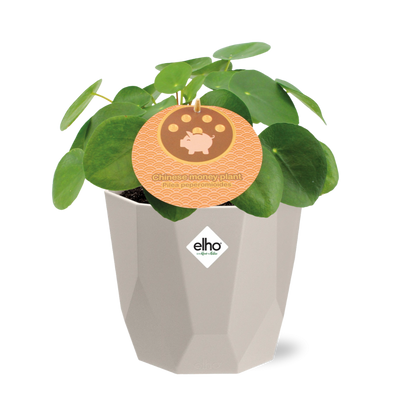 Kamerplant - Pilea Peperomioides - Inclusief sierpot - Pot Ø 12cm