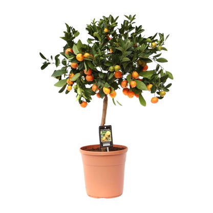 Kamerplant - Citrus Calamondin - Pot Ø 22cm Hoogte ↕ 80cm