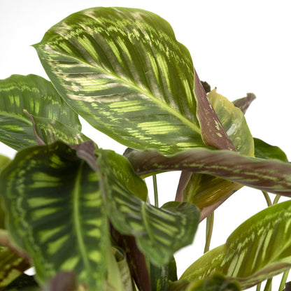 Kamerplant - Calathea Flamestar - Pot Ø 19cm Hoogte ↕ 75cm