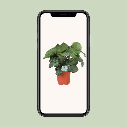 Kamerplant - Calathea Orbifolia - Pot Ø 21cm Hoogte ↕ 65cm