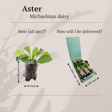 Buitenplant 6x Aster - Bloeiend - Pot klein Hoogte ↕ variabel