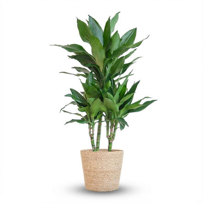 Kamerplant - Dracaena Janet Lindt - met zeegras mand naturel - Pot Ø 21cm Hoogte ↕ 95cm