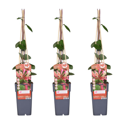 Buitenplant 3x Lonicera periclymenum 'Belgica' - Bloeiend - Pot Ø 15cm Hoogte ↕ 65cm