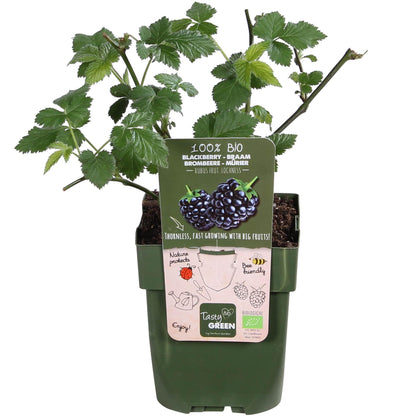 Buitenplant - Rubus idaeus Lochness - Bramen - Pot Ø 13cm Hoogte ↕ 45cm