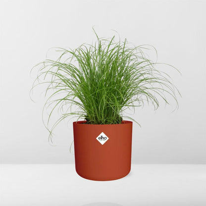 Kamerplant - Cyperus Alternifolius Zumula - Pot Ø 14cm