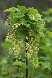 Buitenplant - Ribes rubrum 'Jonkheer van Tets' - Aalbes - Pot Ø 13cm Hoogte ↕ 45cm