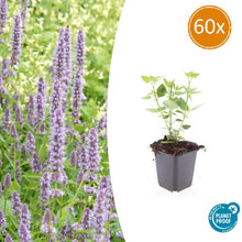 Buitenplant 60x Agastache 'Blue Fortune' - Bloeiend - Pot Ø 9cm Hoogte ↕ 10-25cm