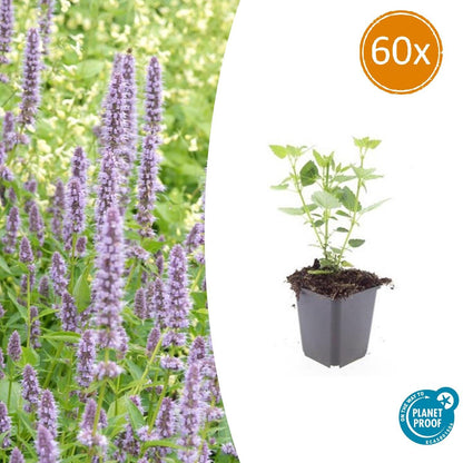 Buitenplant 60x Agastache 'Blue Fortune' - Bloeiend - Pot Ø 9cm Hoogte ↕ 10-25cm