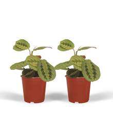 Kamerplant 2x Maranta Fascinator (Pijlwortel) - Pot Ø 12cm Hoogte ↕ 20cm